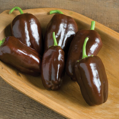 Pepper Bell Sweet Chocolate