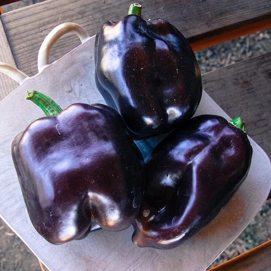 Pepper Bell Purple Beauty