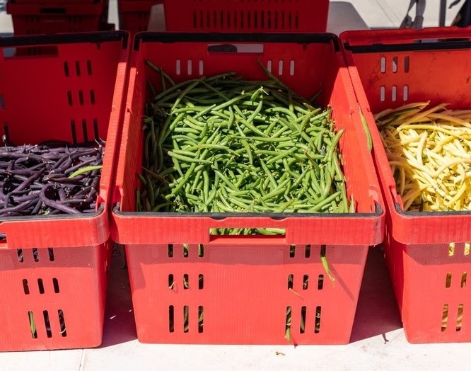 Bean Three Colors Bean Three Colors