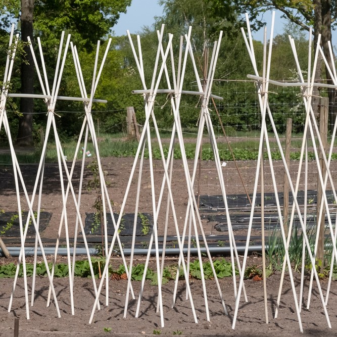 Bean Stake Bean Stake