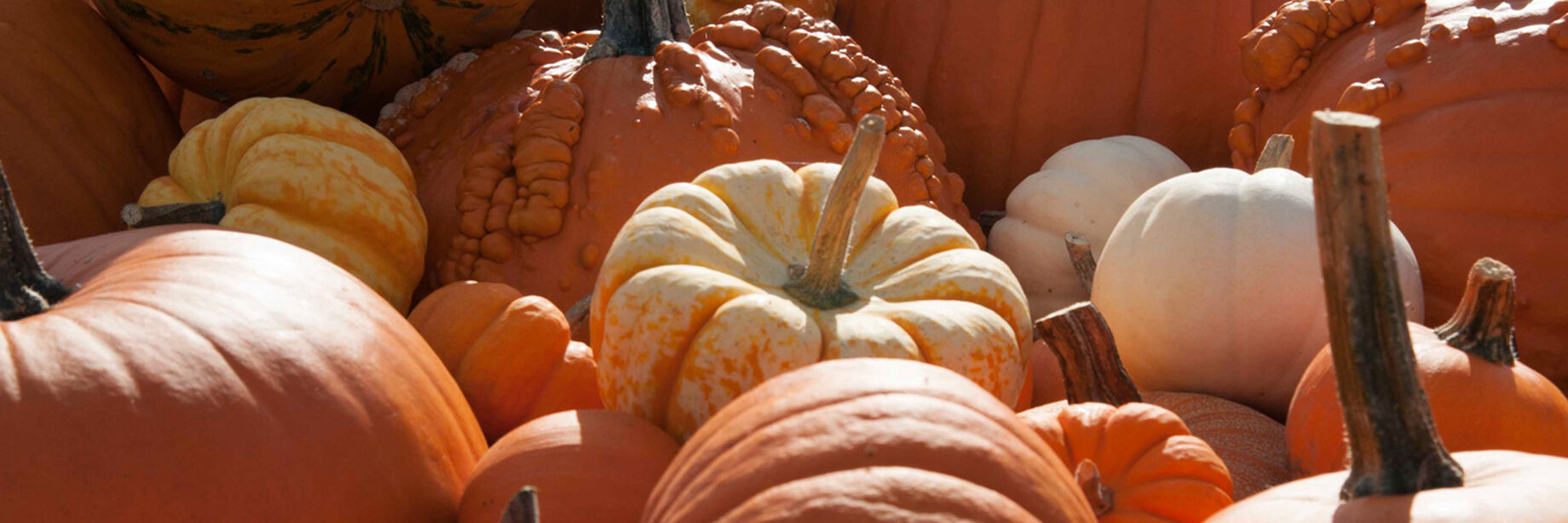 Pumpkins are a versatile vegetable and you can make sweet and savory dishes with pumpkins. Save & eat some of the seeds as a salty roasted snack.