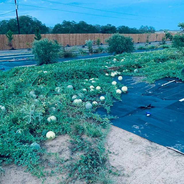 Here is our watermelon patch in the orchard. In between rows of trees, we plant fruit and vegetable plants that are not in raised beds.