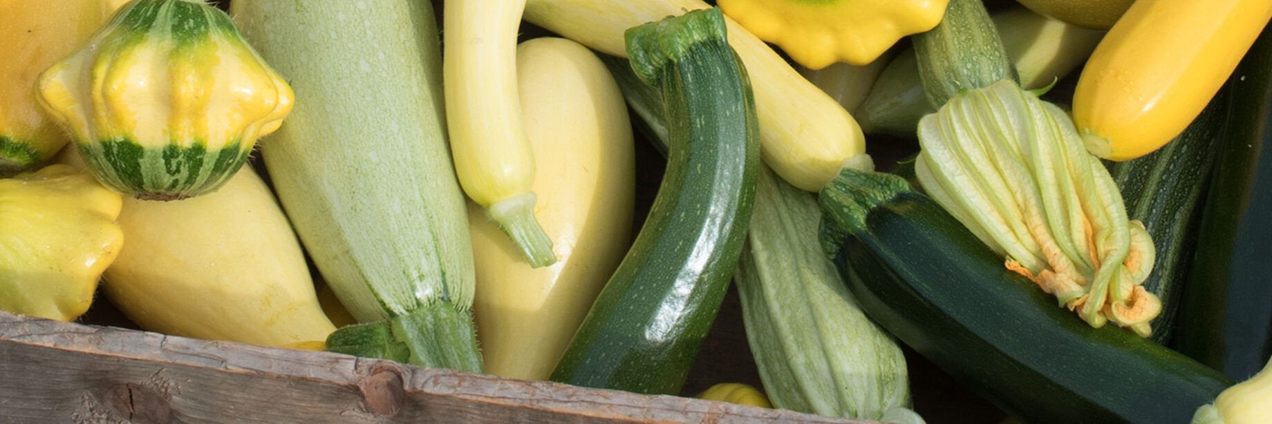 Zucchini comes in many colors, shapes, and sizes.